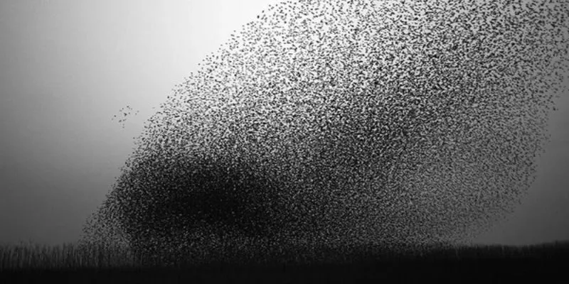 hàng ngàn con chim bay