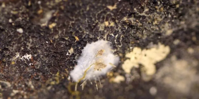 mới được phát hiện 