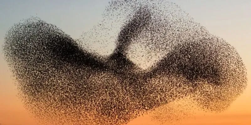 hàng ngàn con chim bay